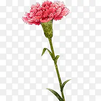 粉色手绘花