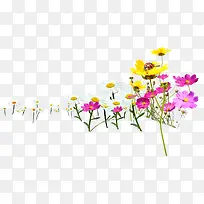 春天黄粉色植物花朵