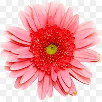 粉色可爱创意花朵