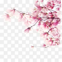 春天玉兰粉色花朵