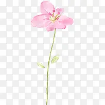 粉色绽放花朵花蕊