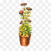 手绘植物