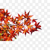 红色枫叶树枝手绘