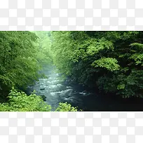 绿色树林里的河流
