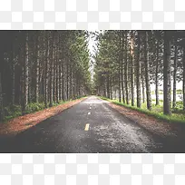 清新绿色树林道路