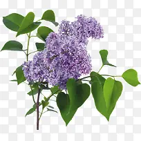 花卉