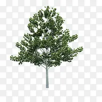 树透明素材绿色大树