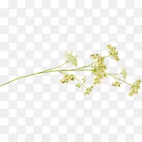 透明免抠花朵素材小红花