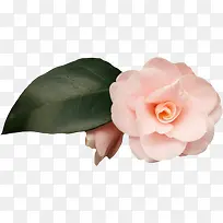 花卉