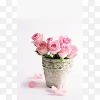 白底粉色玫瑰初恋