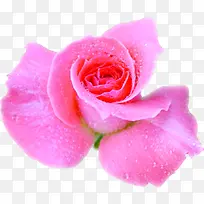 水珠粉玫瑰情人节