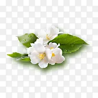 水珠绿叶白花