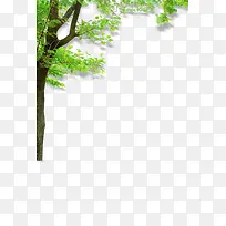 树