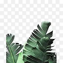 创意合成绿色的树叶效果植物