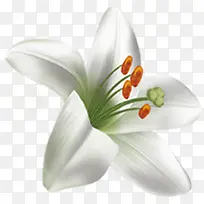 春季清新白色小花