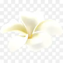 白色小花活动促销页面