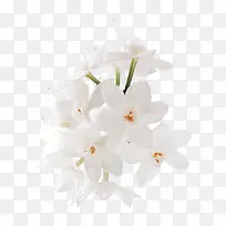 高清白色小花黄蕊