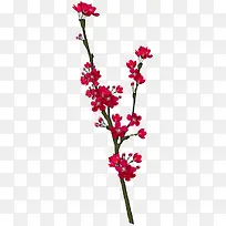 红色花朵花瓣植物素材