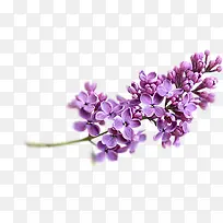 一支紫色花朵素材