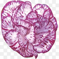 白色紫色花卉七夕