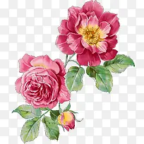粉色月季花手绘素材