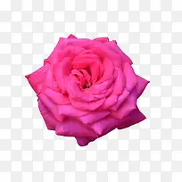 粉色月季花实物
