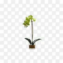 欧美流行插花 绿植物 鲜花软装