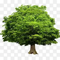 绿树景观植物环保绿化大树
