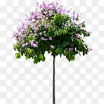 紫色花朵大树景观