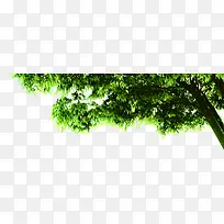 绿色大树展板插图