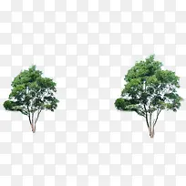 大树树木树林设计