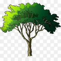 绿色夏季植物大树