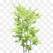 绿树