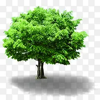 高清摄影绿色草本植物树木大树