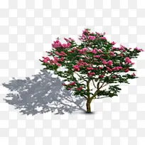 红色花朵大树美景