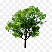 绿色大树环境渲染效果