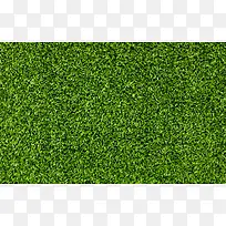 绿色草地小草壁纸
