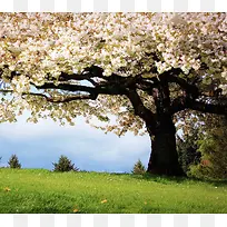 梨花树场景绿色草地