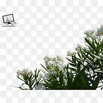植物绿色小清新花朵