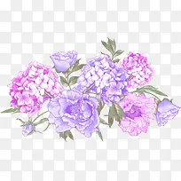紫色浪漫花朵植物