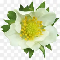 白色花卉植物合成效果高清摄影