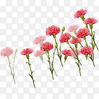 卡通康乃馨花朵