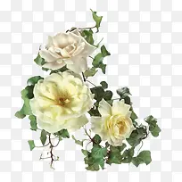 花卉图案唯美花卉图片
