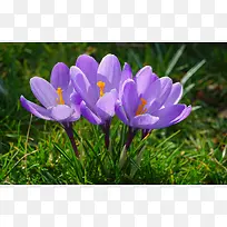草地里的紫色花朵