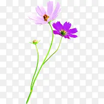 粉紫色花朵减肥海报装饰