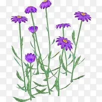 紫色花开
