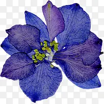 精美压花干花蓝紫色花朵