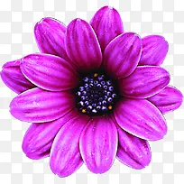 紫色唯美鲜花花朵完美