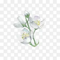 手绘插画白色花卉