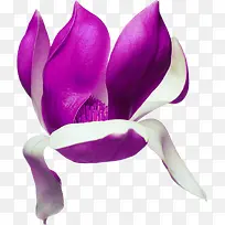 紫色唯美花朵设计装饰
